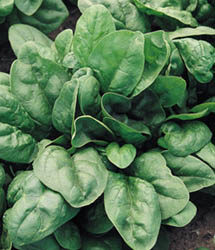 Giant 157 Hybrid Spinach